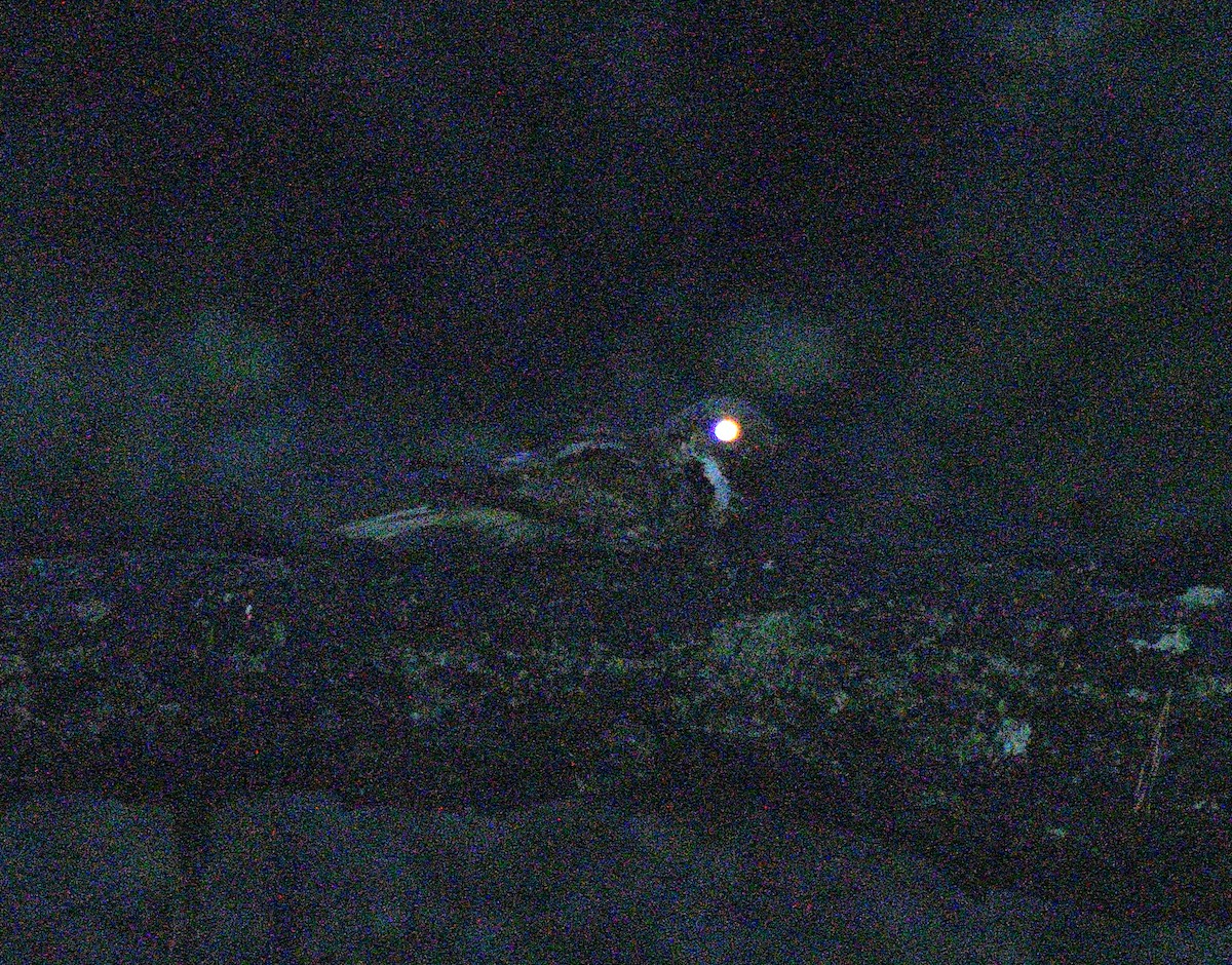 Eastern Whip-poor-will - ML639533223