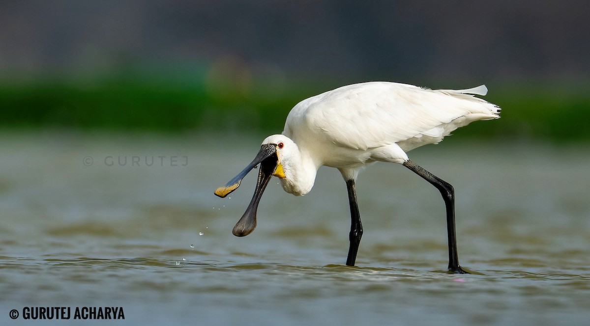Eurasian Spoonbill - ML639533230