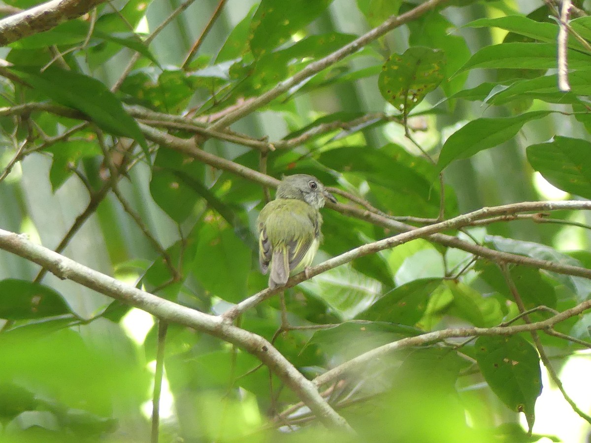 Northern Bentbill - ML639533234