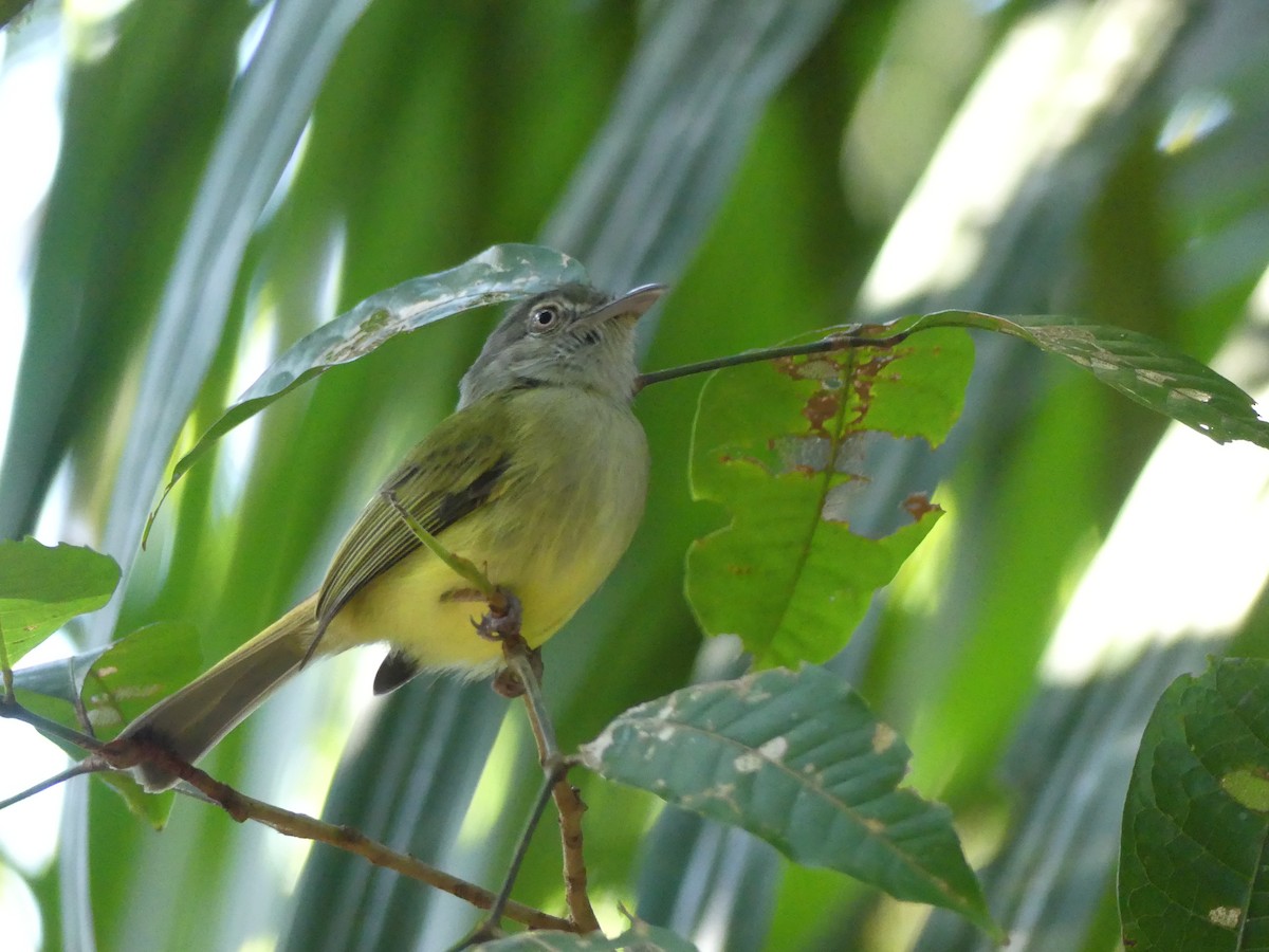 Yellow-olive Flatbill - ML639533236