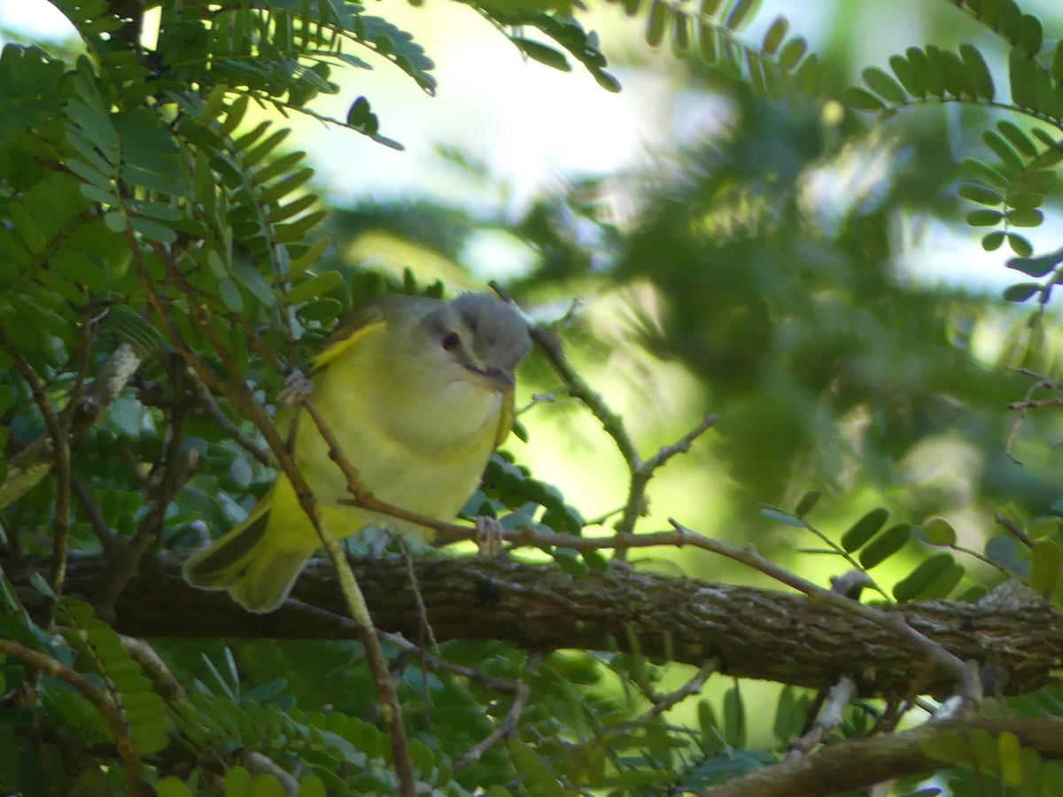Yellow-green Vireo - ML639533270