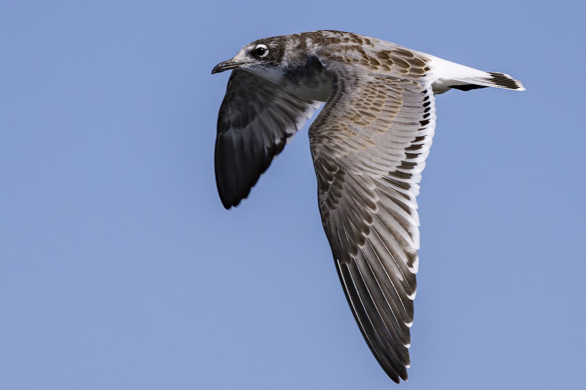 Franklin's Gull - ML639533298