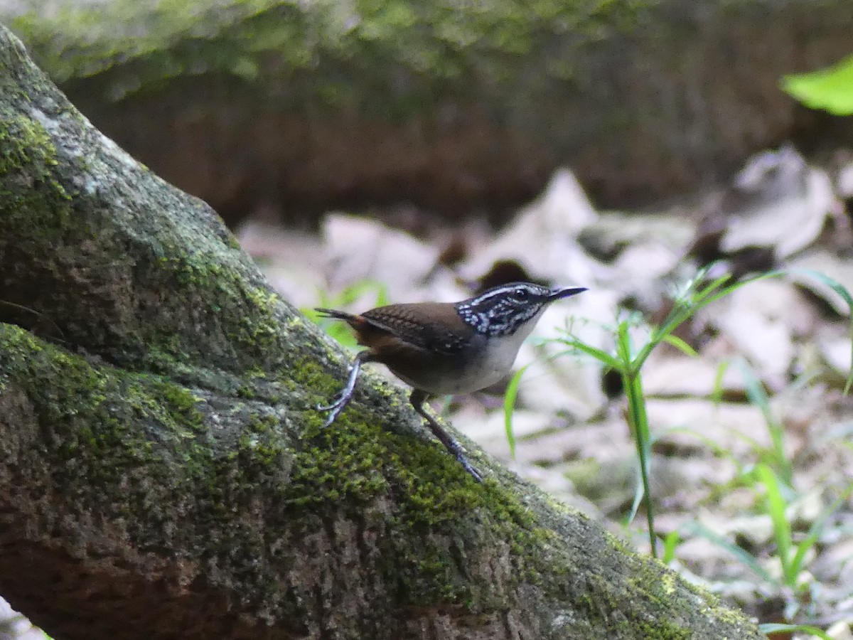 White-breasted Wood-Wren - ML639533336