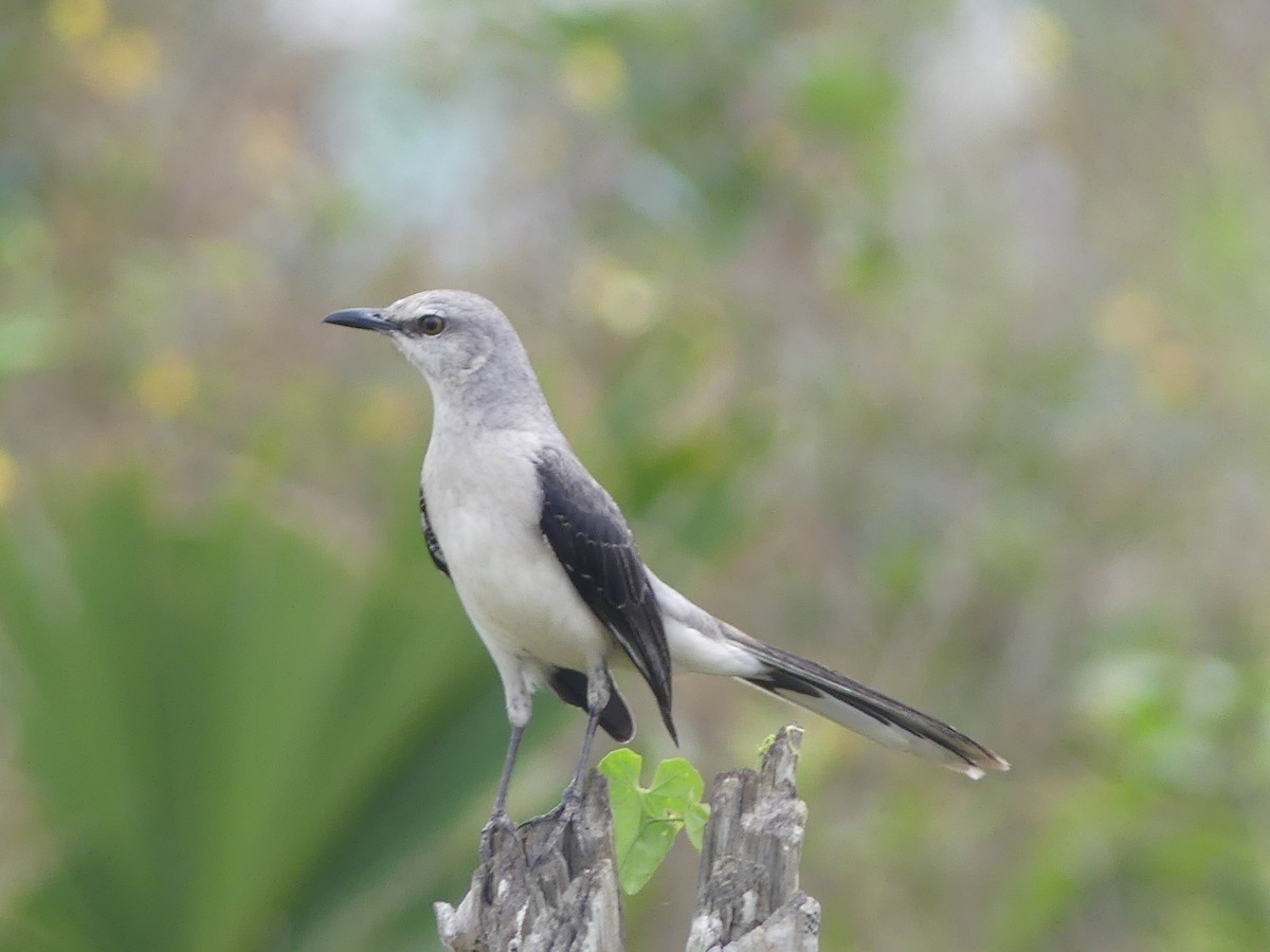 Tropical Mockingbird - ML639533344