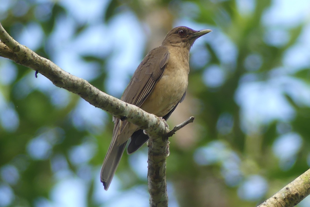 Clay-colored Thrush - ML639533360
