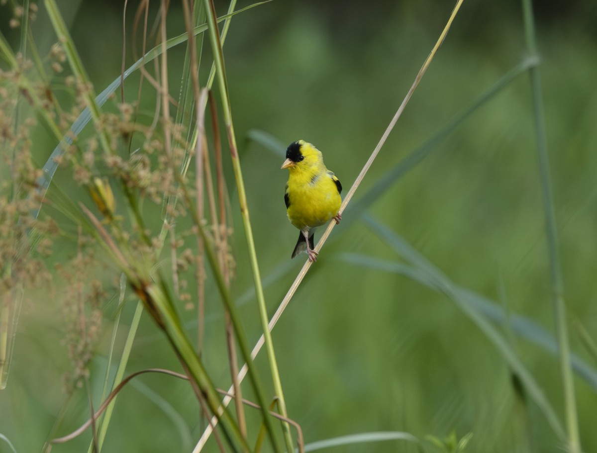 American Goldfinch - ML639533402
