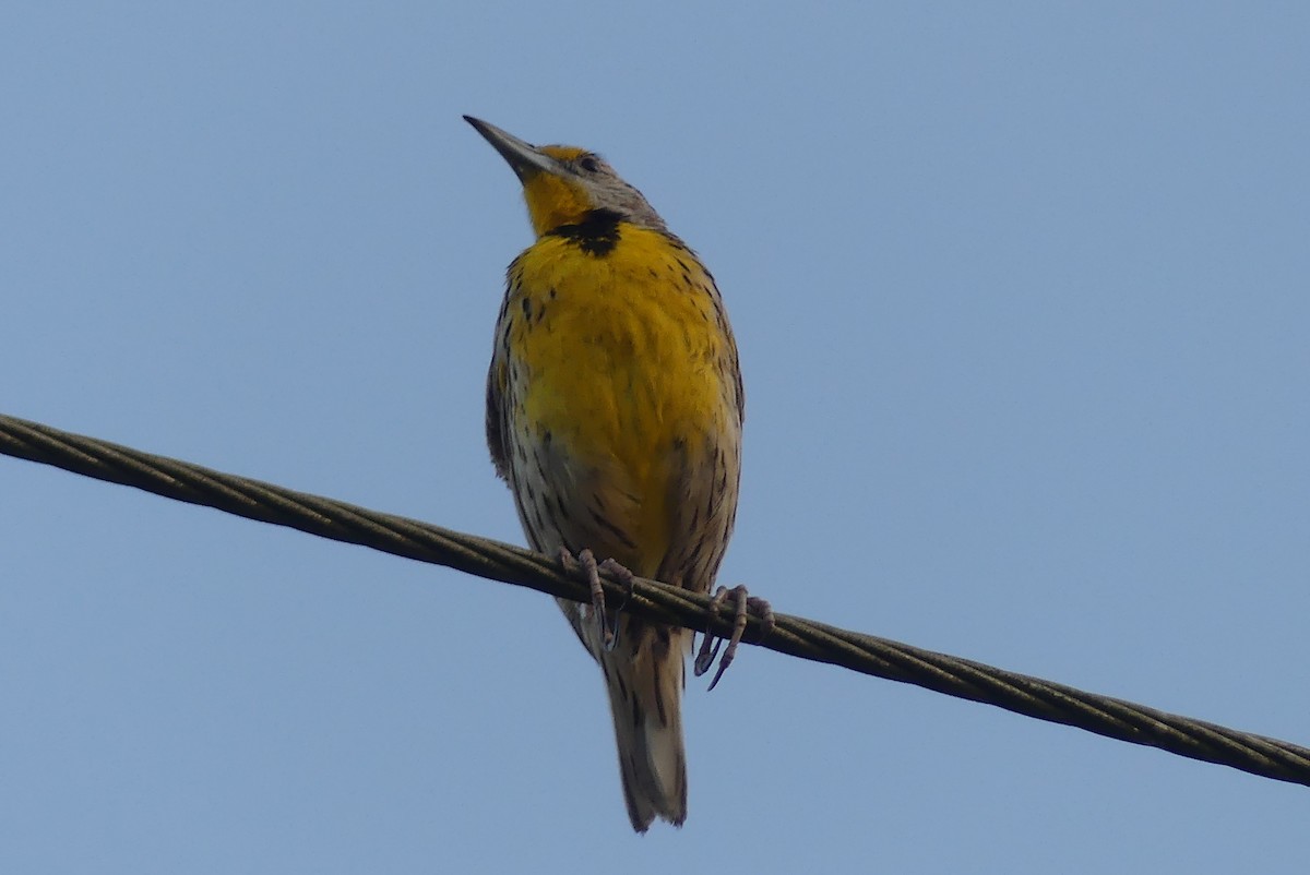 Eastern Meadowlark - ML639533441