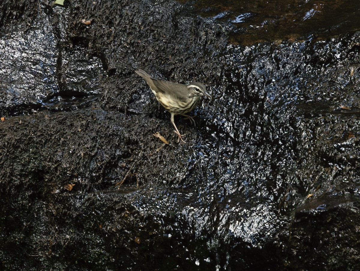 Paruline hochequeue - ML639533446