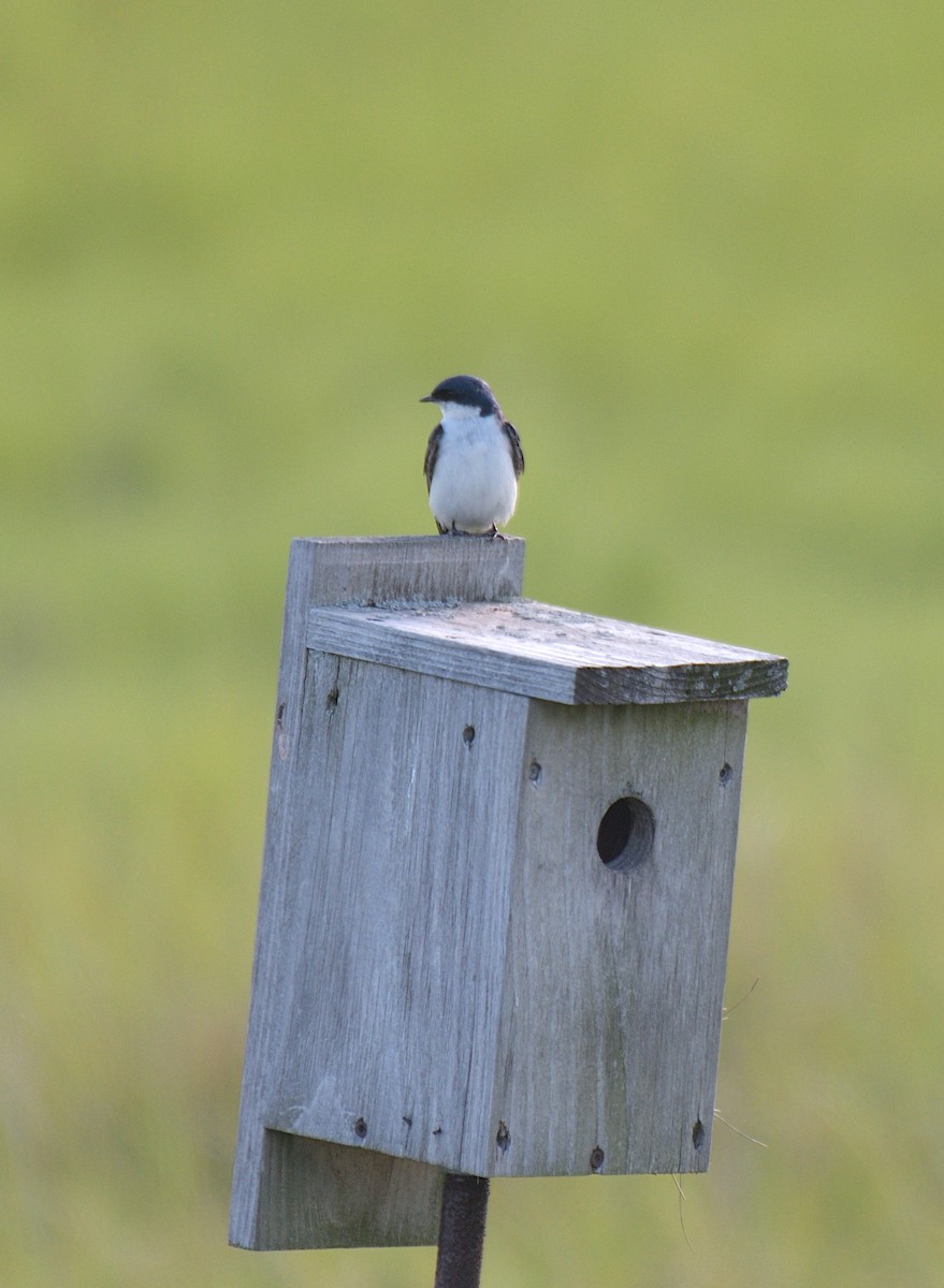 Tree Swallow - ML639533456