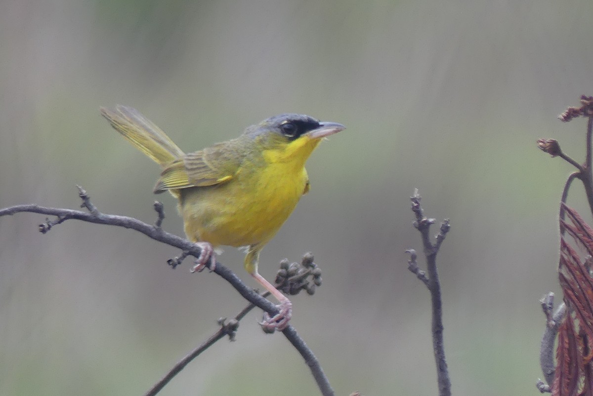 Gray-crowned Yellowthroat - ML639533460