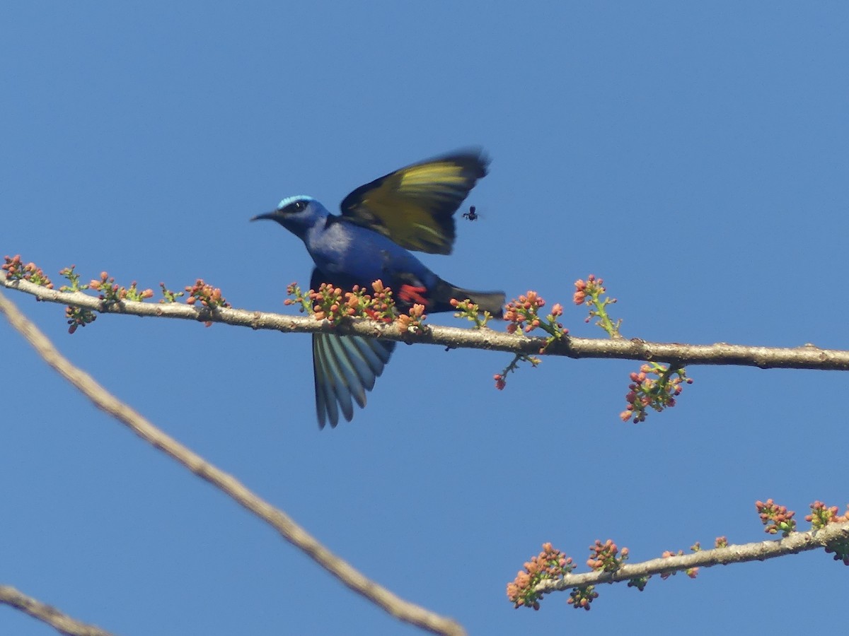 Red-legged Honeycreeper - ML639533494