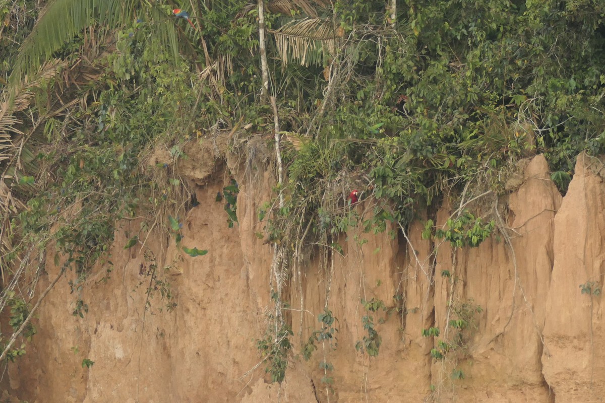 Blue-headed Parrot - ML639533510