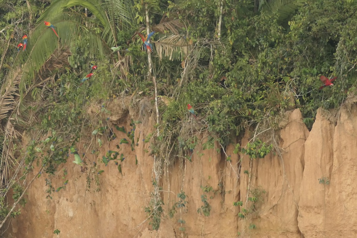 Blue-headed Parrot - ML639533686