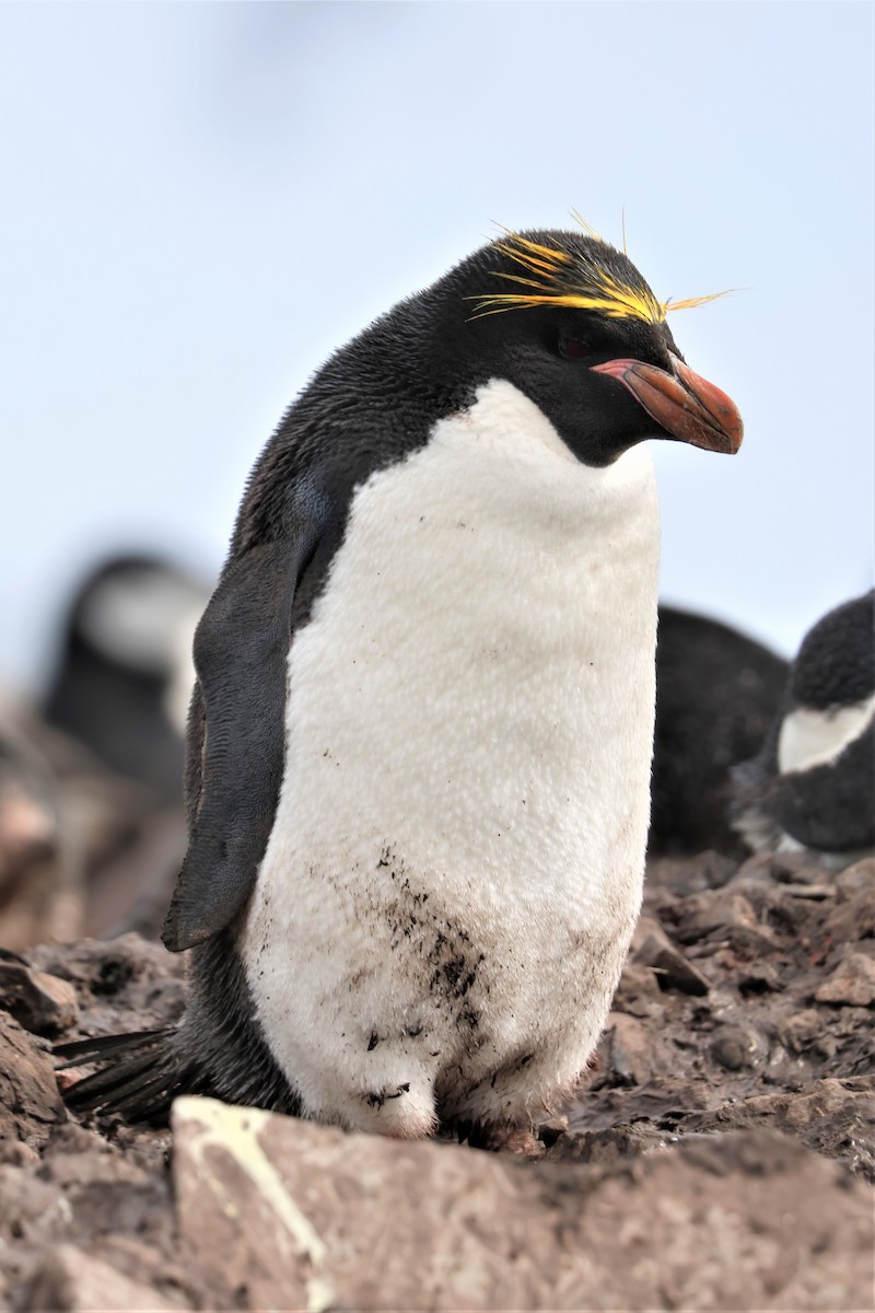 マカロニペンギン - ML639533688