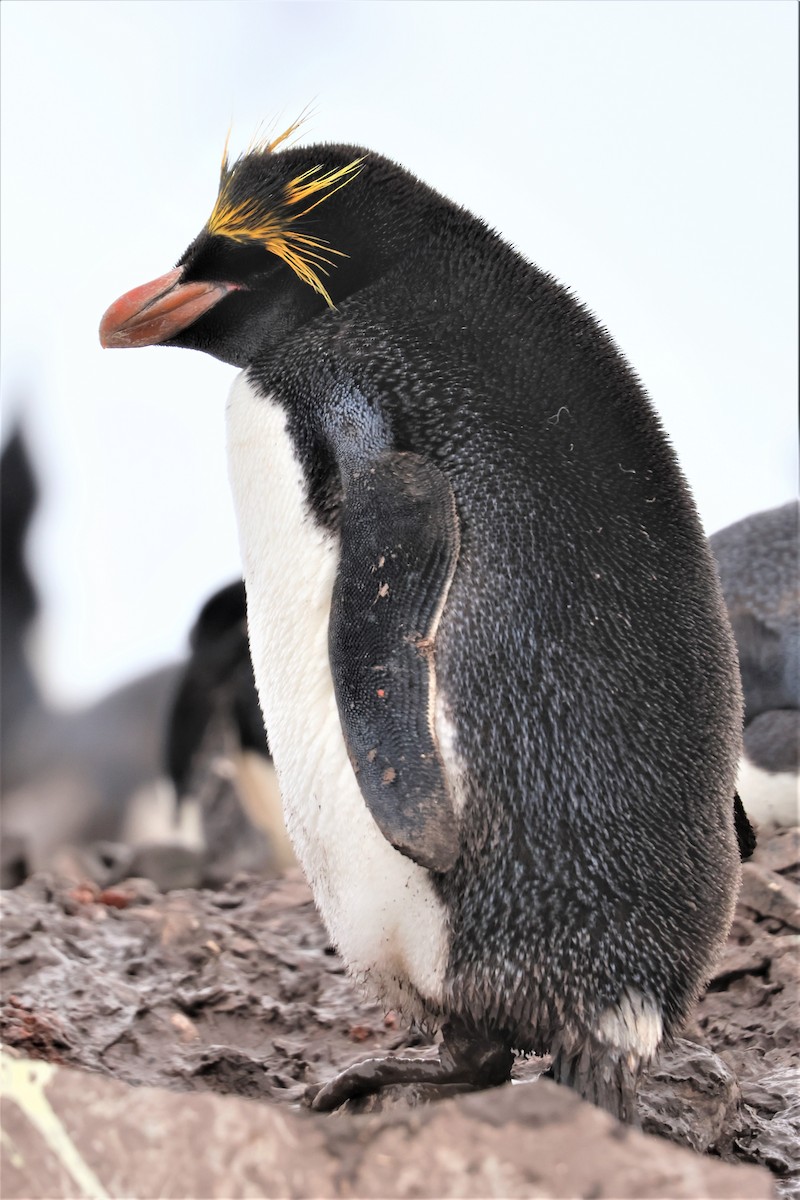 マカロニペンギン - ML639533689