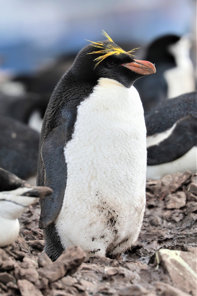 マカロニペンギン - ML639533690