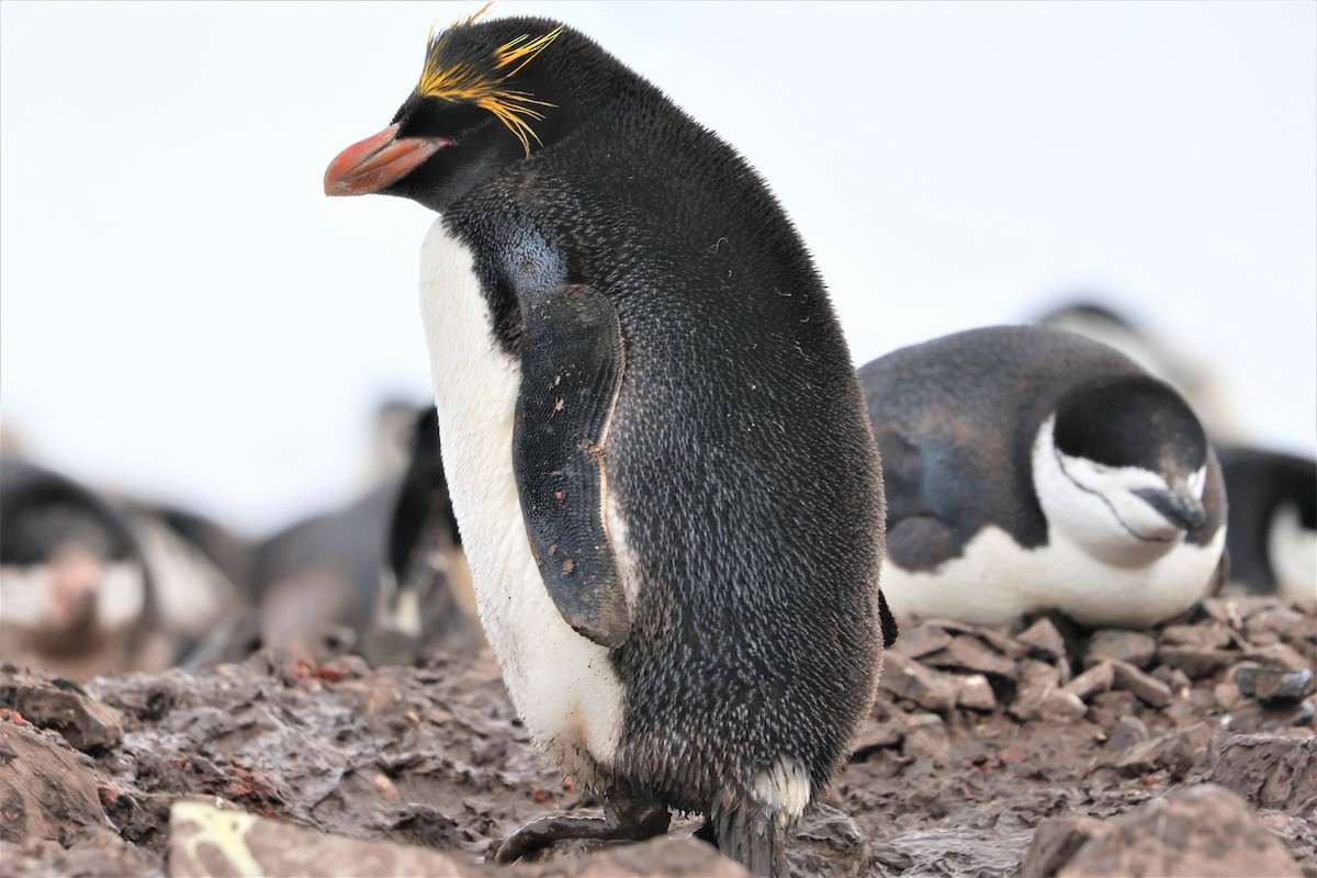 マカロニペンギン - ML639533691