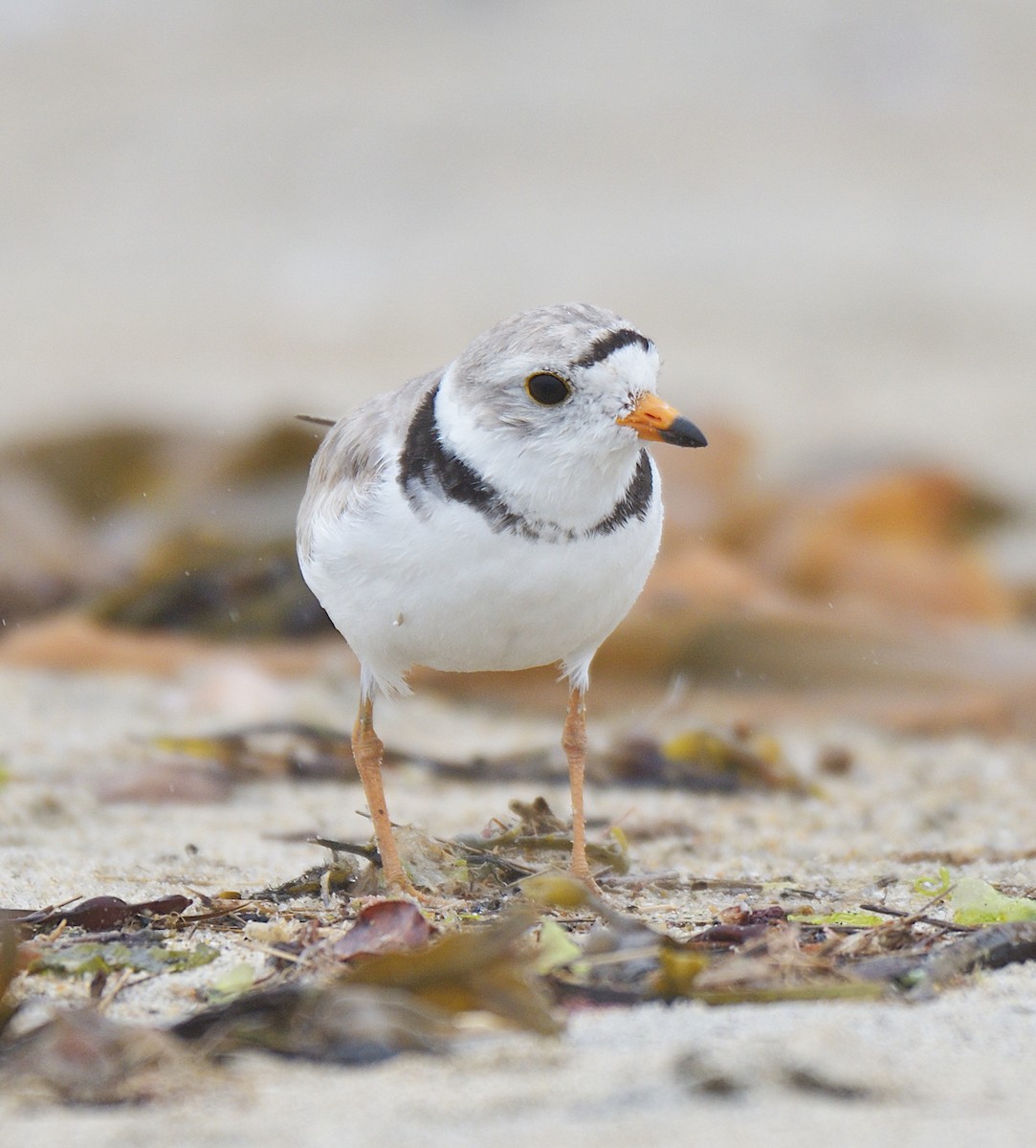 Piping Plover - ML639533710