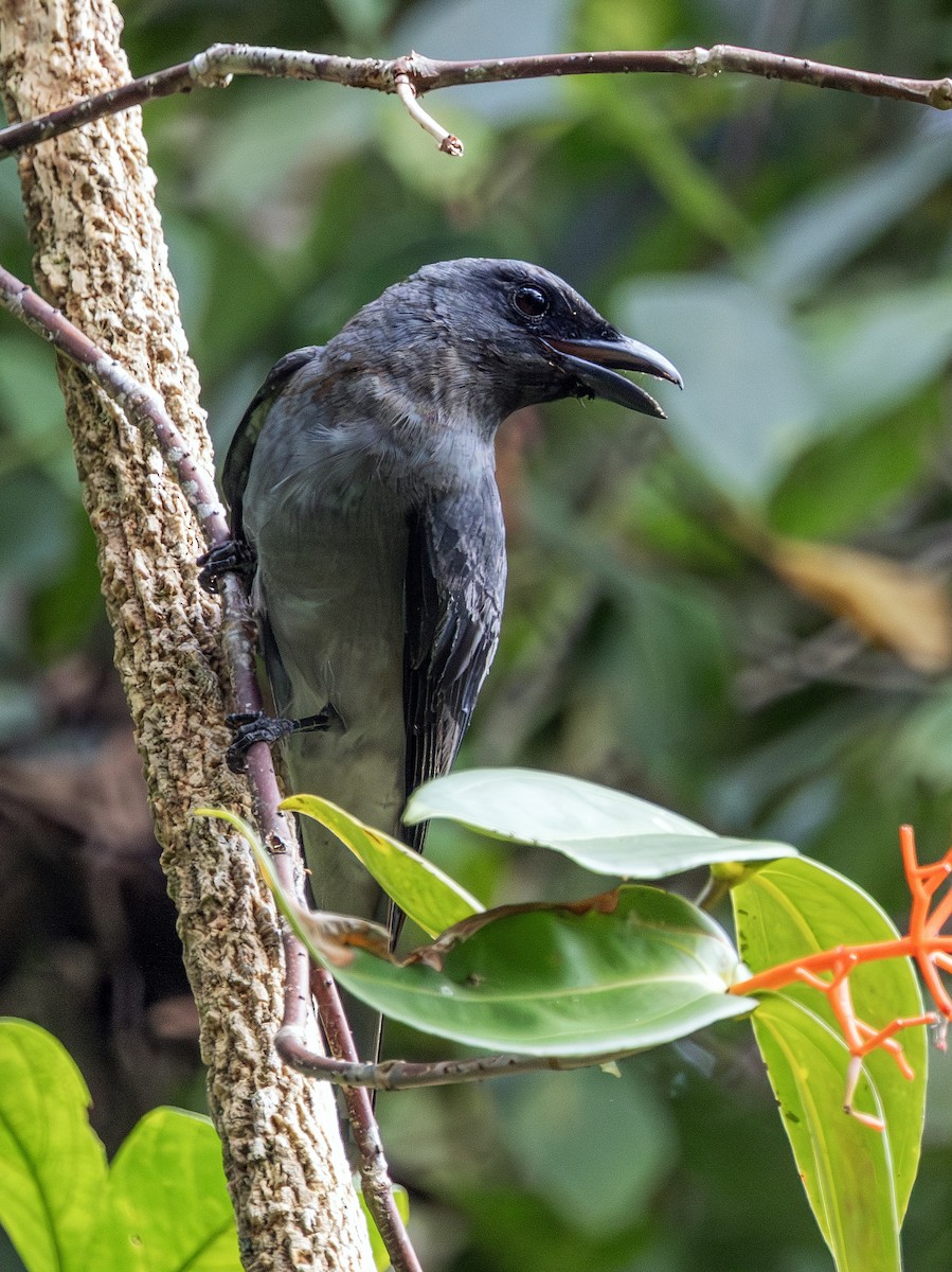 Malayan Cuckooshrike - ML639533743