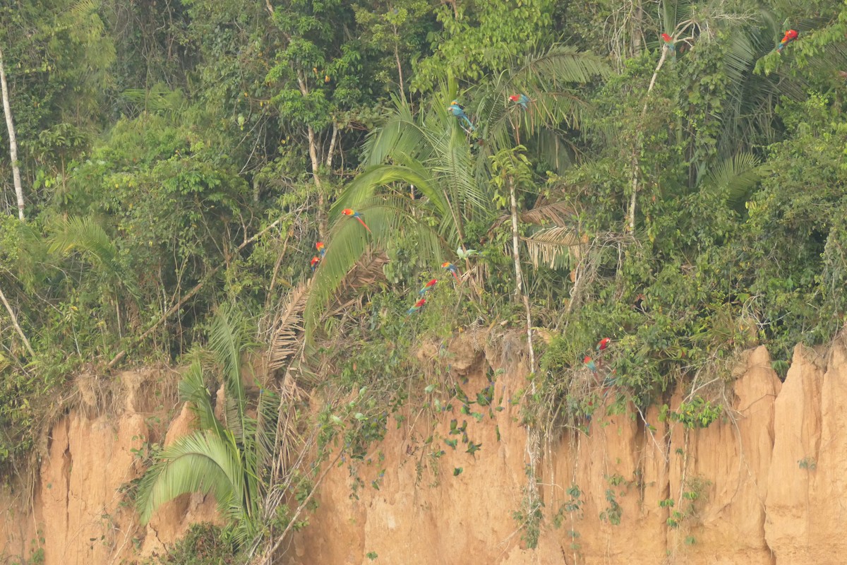 Red-and-green Macaw - ML639533763
