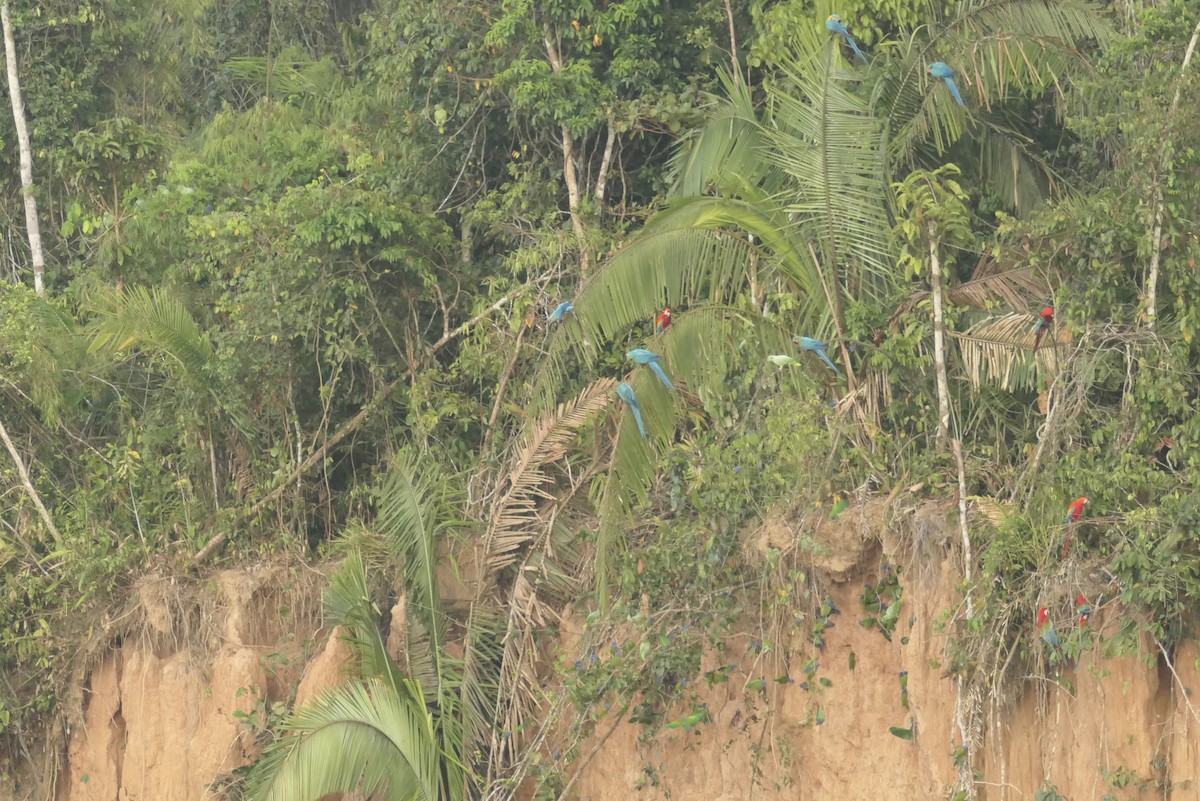 Blue-and-yellow Macaw - ML639533798
