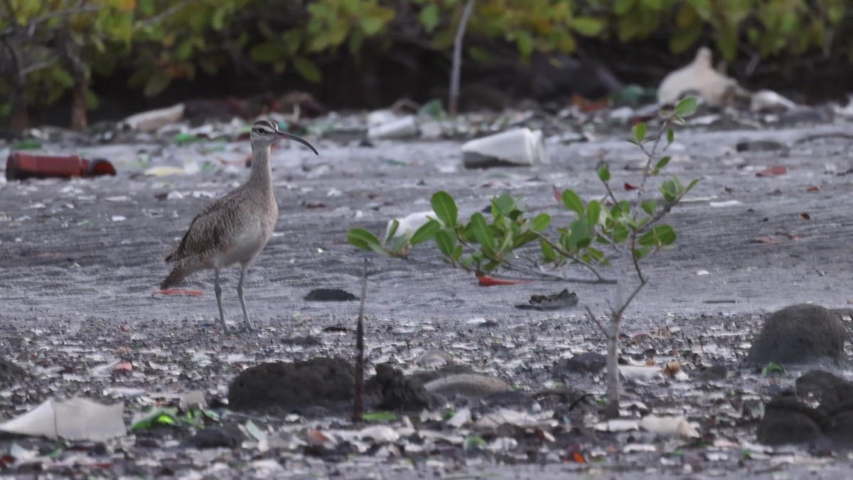 Hudsonian Whimbrel - ML639533844
