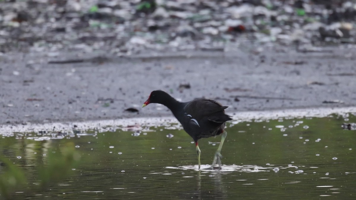 Common Gallinule - ML639533869