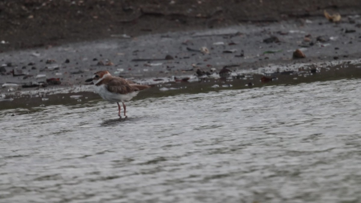 Wilson's Plover - ML639533906