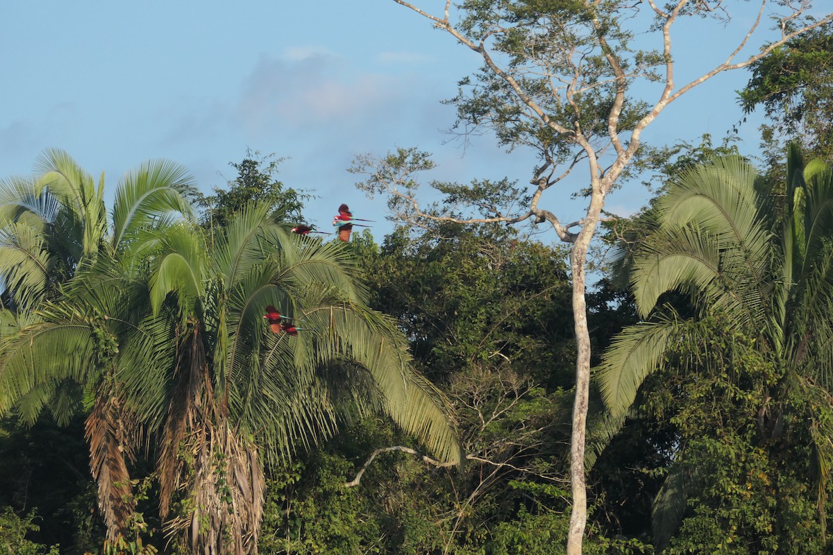 Red-and-green Macaw - ML639533947