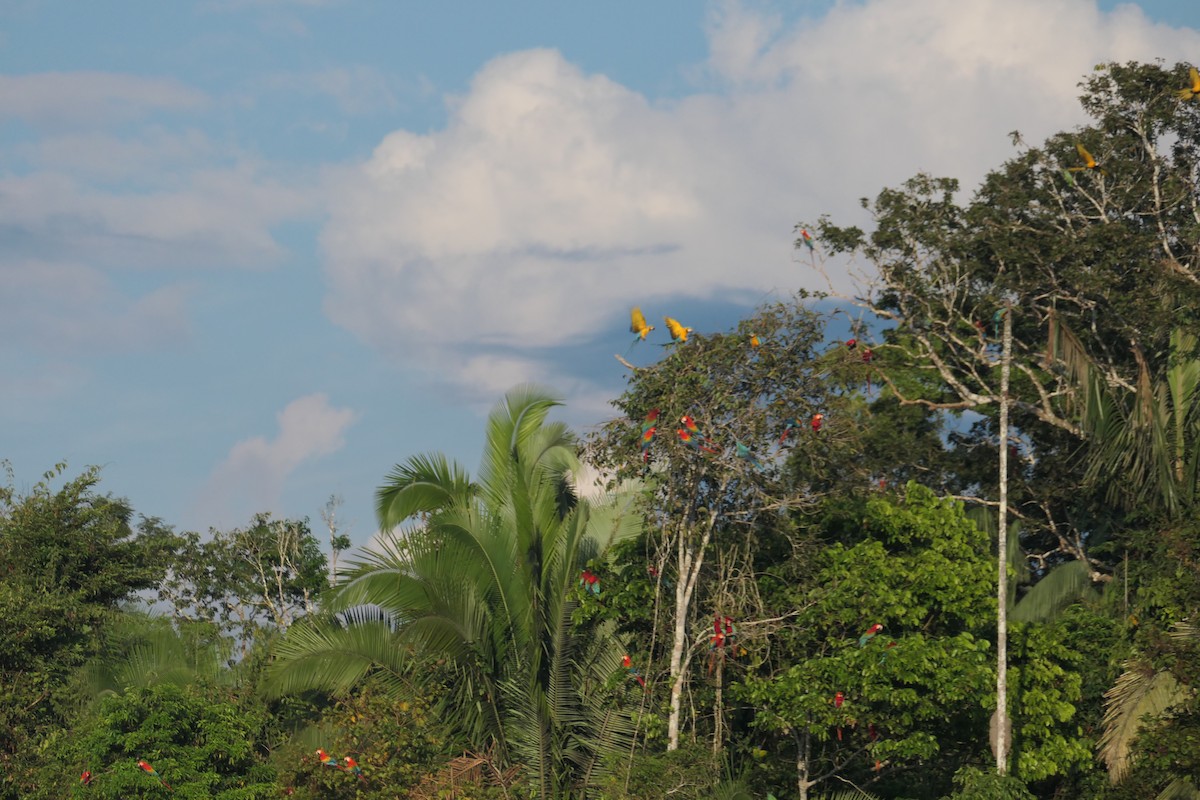 Scarlet Macaw - ML639533984