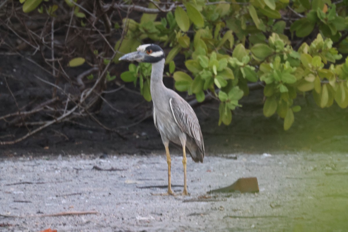 Yellow-crowned Night Heron - ML639533985