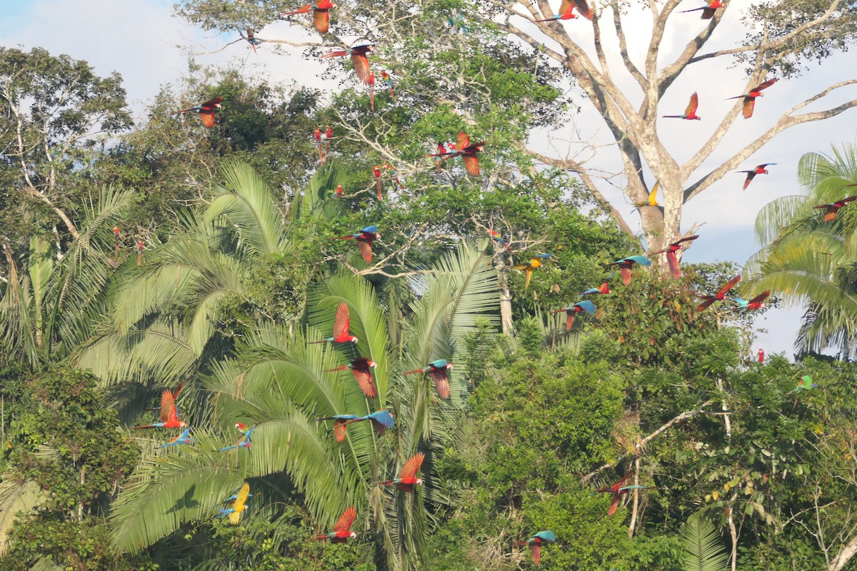 Scarlet Macaw - ML639534021
