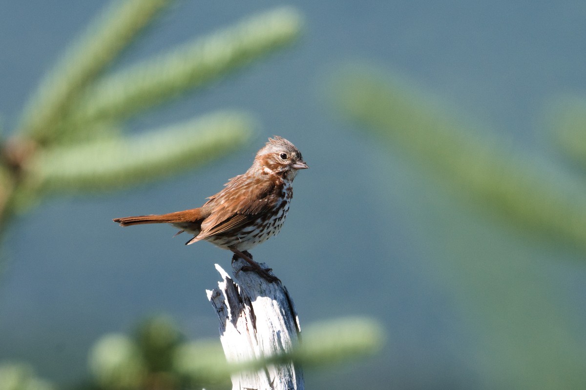 Fox Sparrow - ML639534099