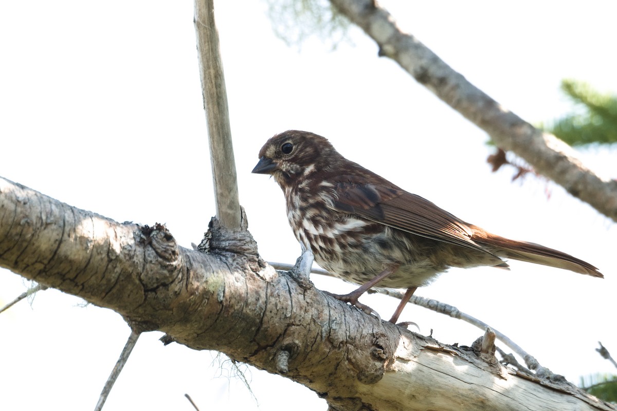 Fox Sparrow - ML639534100