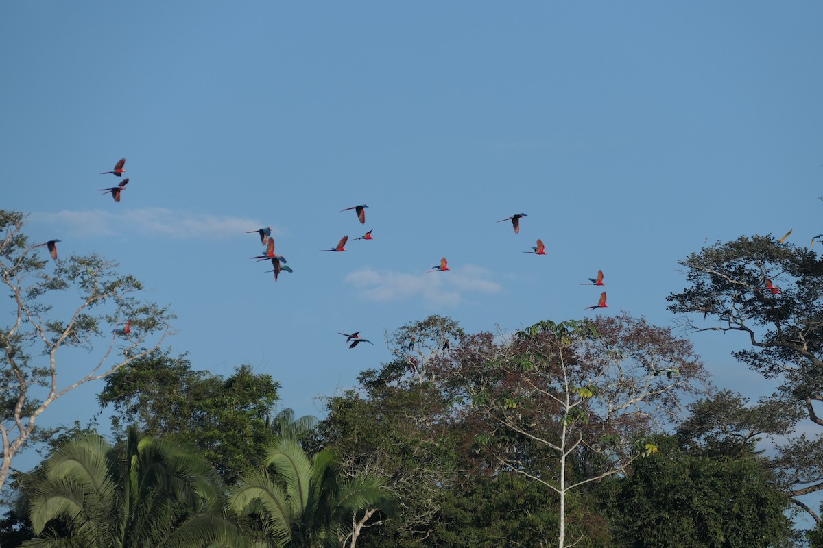 Scarlet Macaw - ML639534102