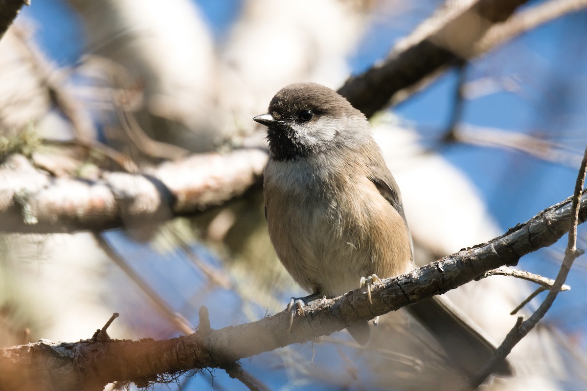 Boreal Chickadee - ML639534108