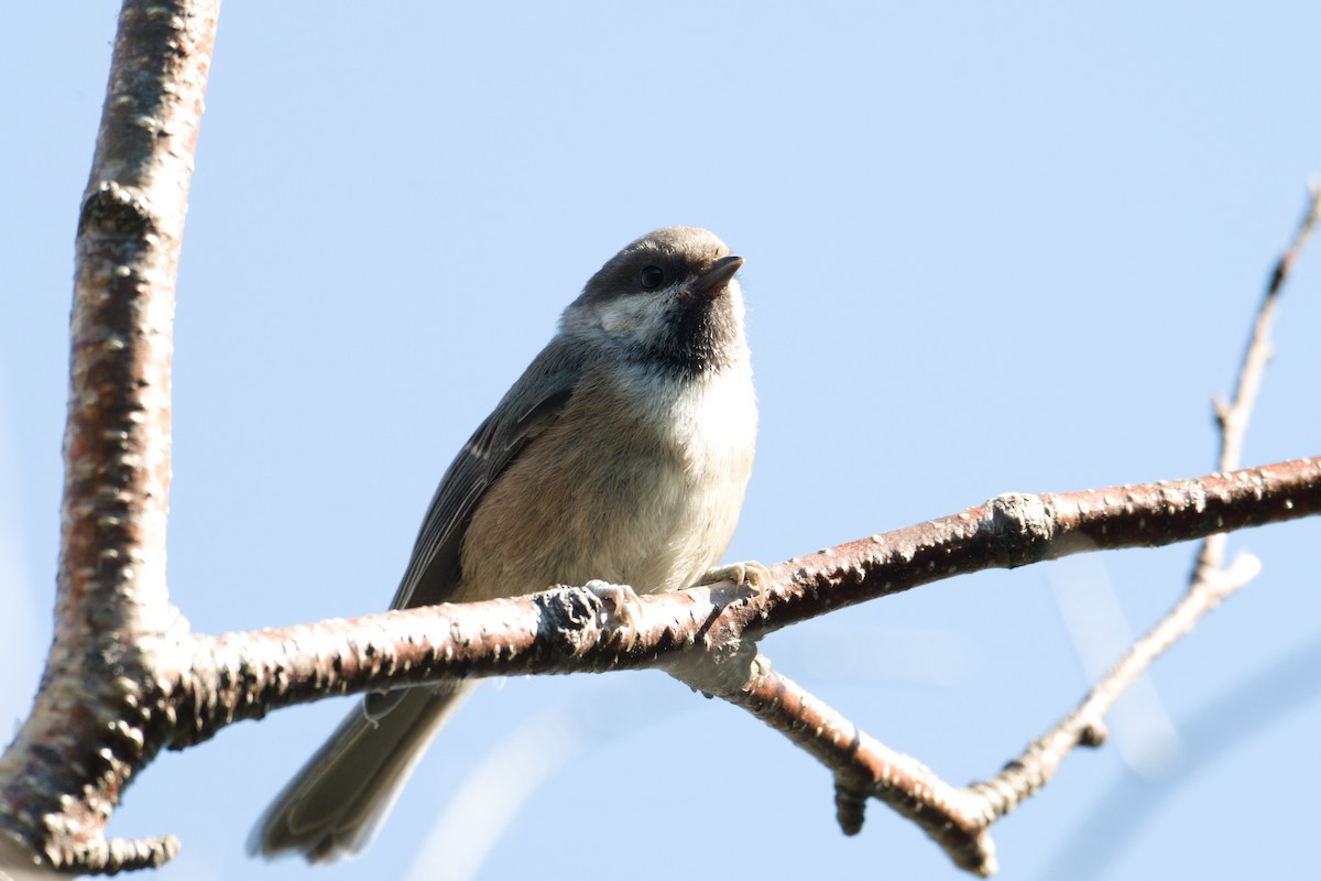 Boreal Chickadee - ML639534109