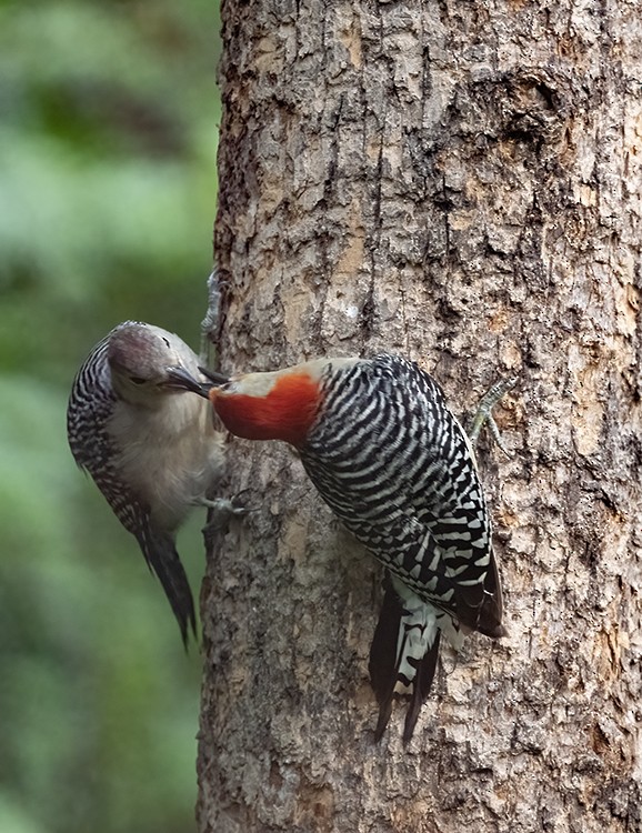Red-bellied Woodpecker - ML639534152