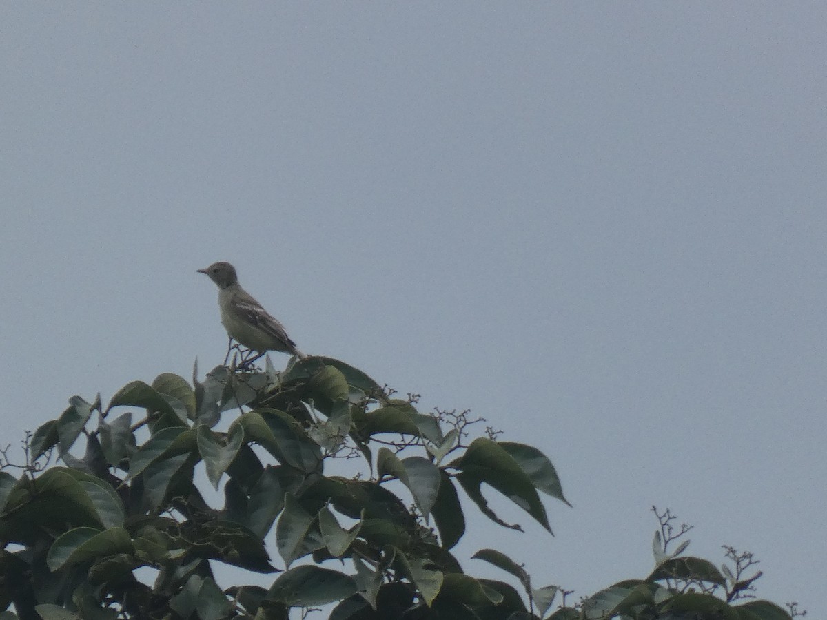 Tropical Mockingbird - ML639534170