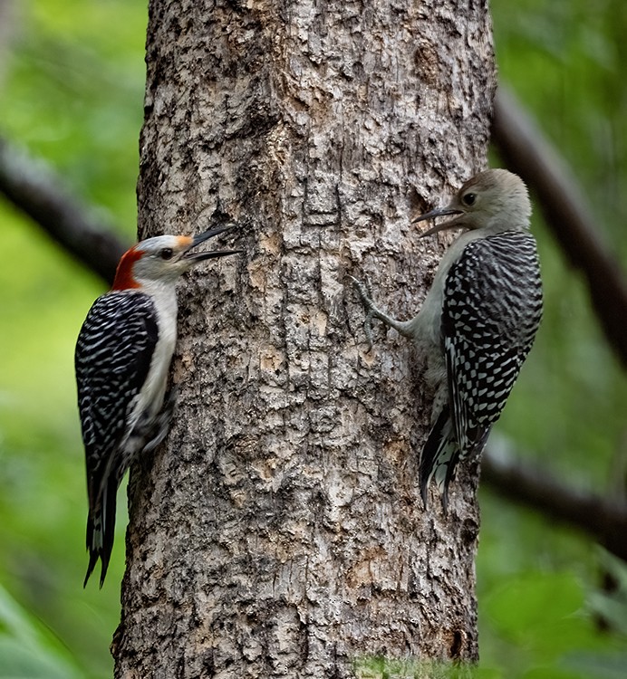 Red-bellied Woodpecker - ML639534181