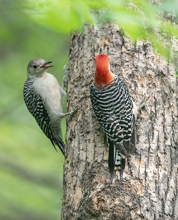 Red-bellied Woodpecker - ML639534200