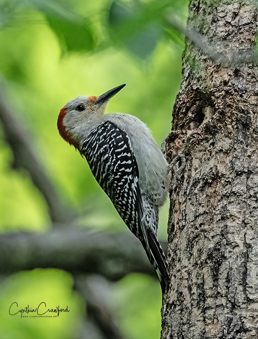 Red-bellied Woodpecker - ML639534204