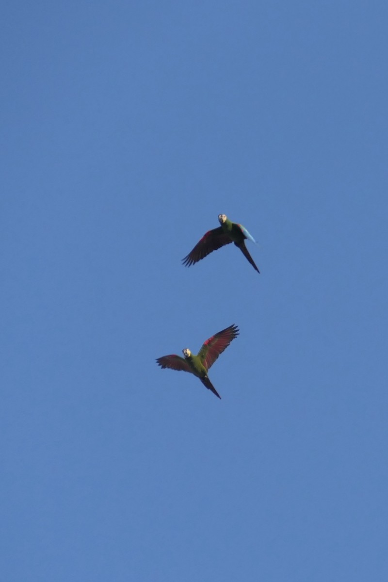 Chestnut-fronted Macaw - ML639534213
