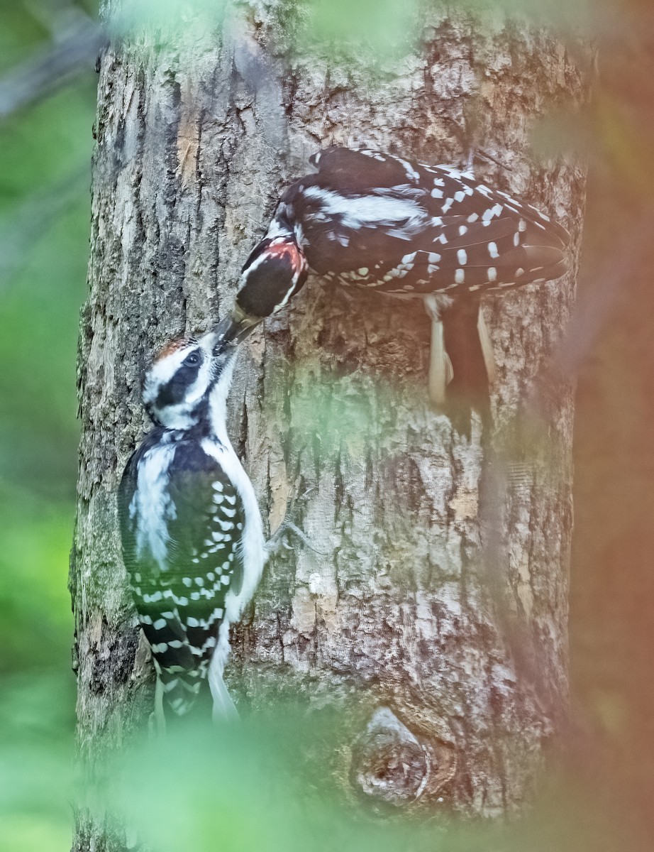 Hairy Woodpecker - ML639534222