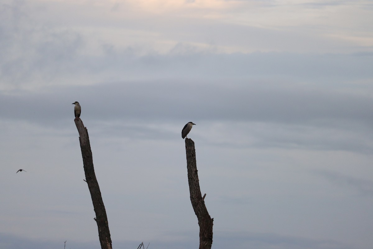 Black-crowned Night Heron - ML639534433