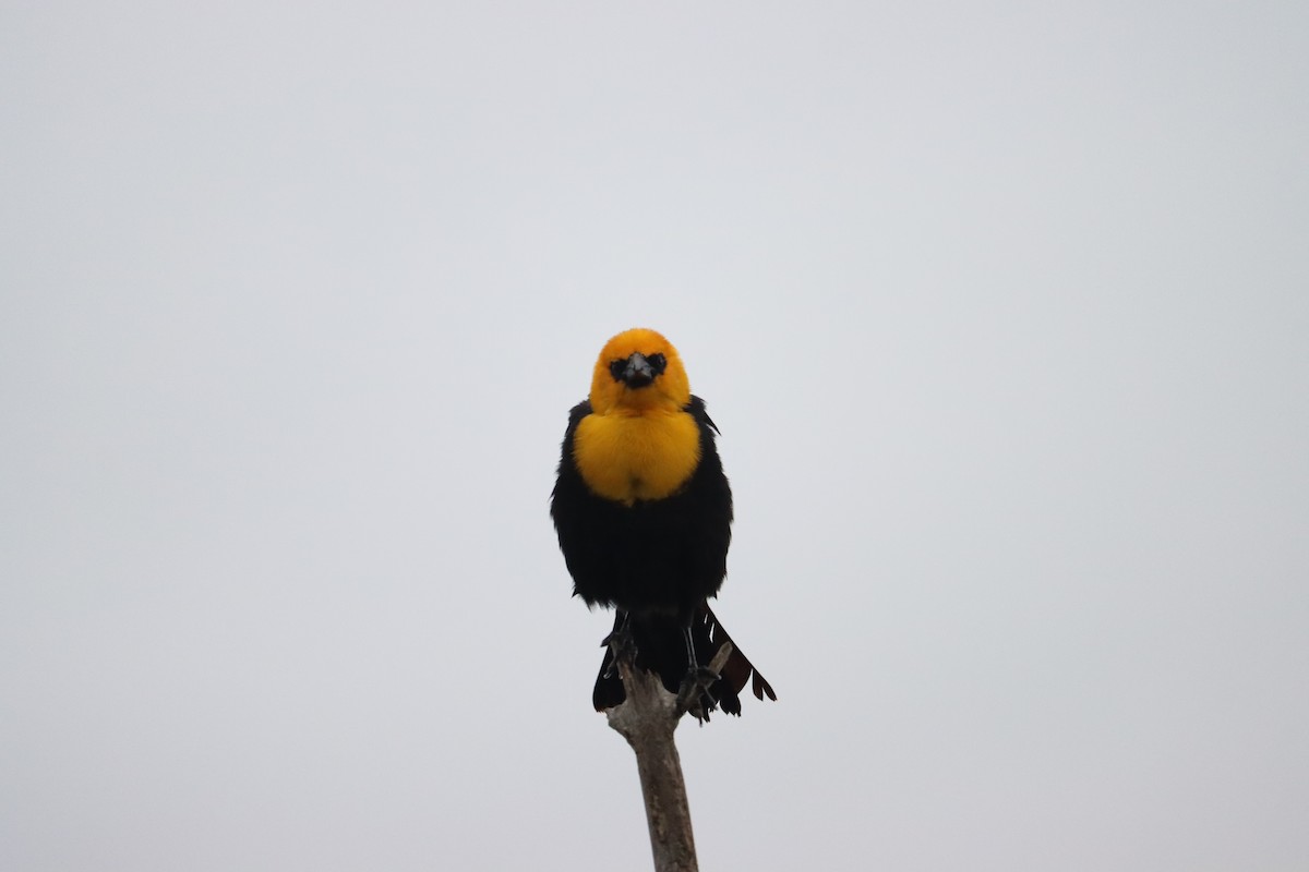 Yellow-headed Blackbird - ML639534439