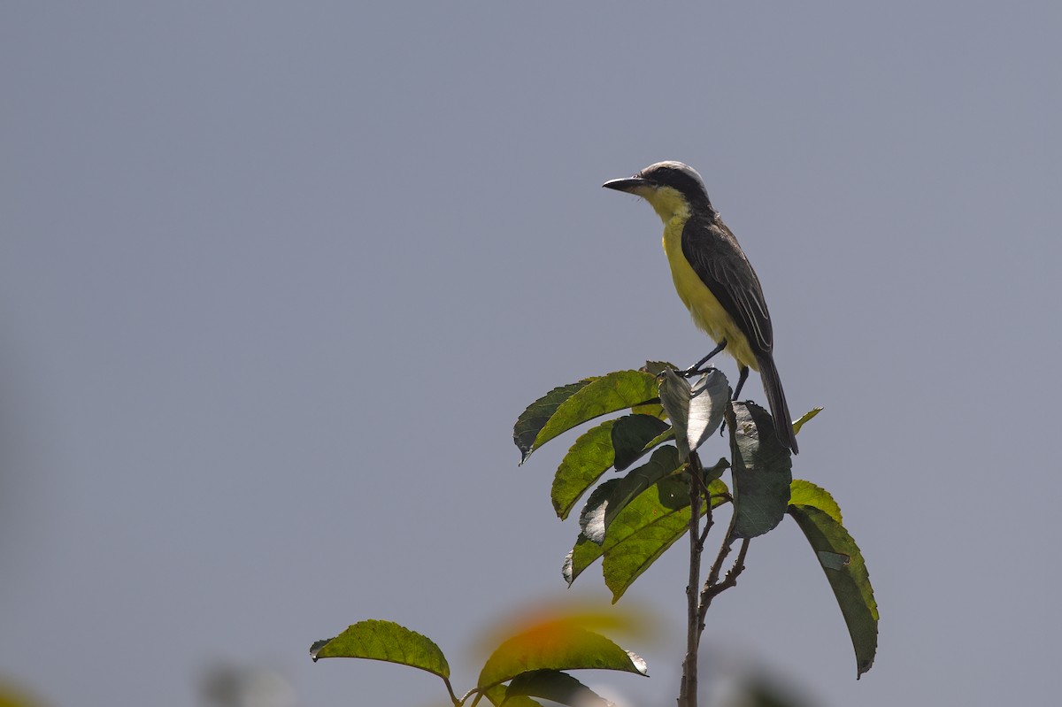 Yellow-throated Flycatcher - ML639534449