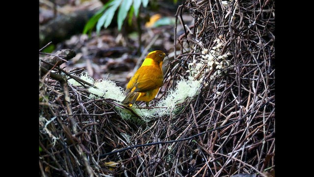 Golden Bowerbird - ML639534459