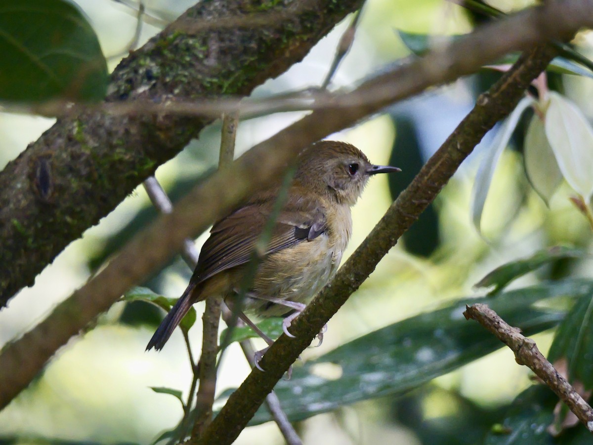 Atherton Scrubwren - ML639534566