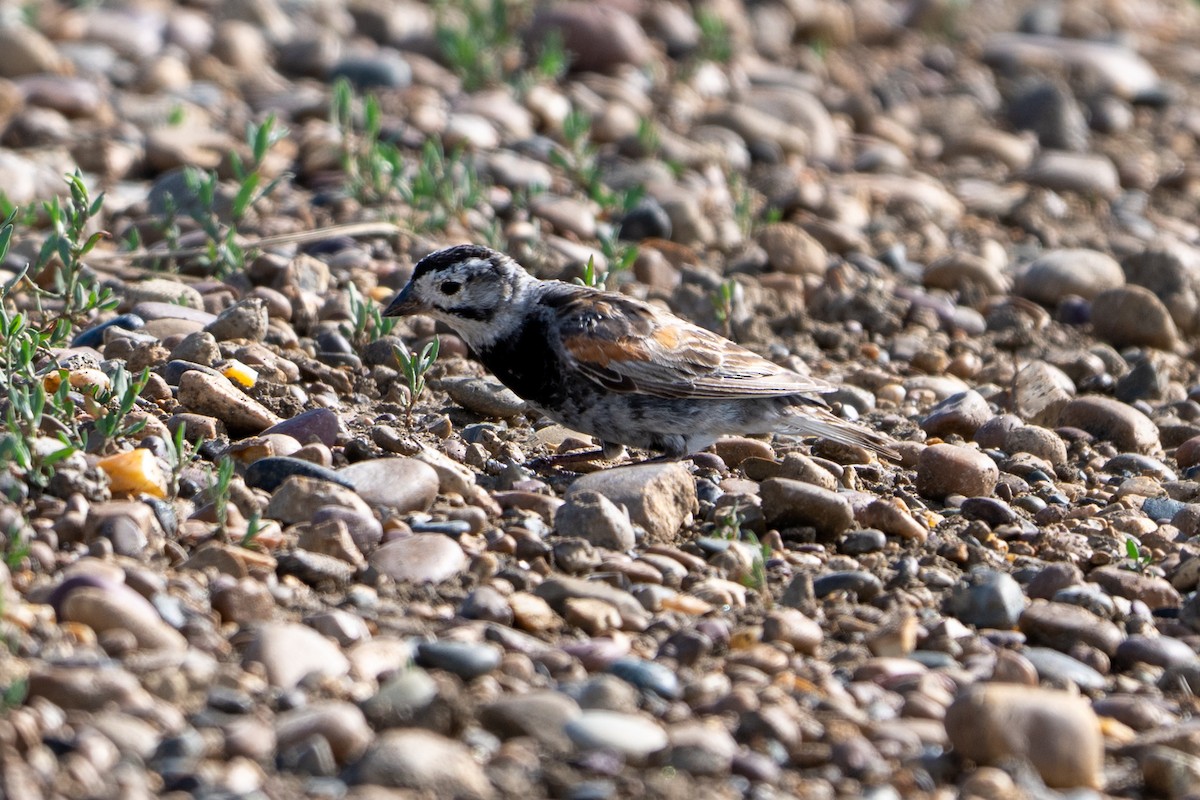 Thick-billed Longspur - ML639534622